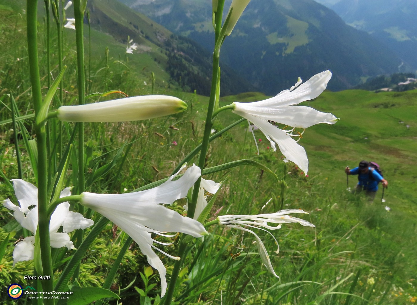 36 Paradisea liliastrum (Giglio di monte) bianchi con vista in Forcella Rossa.JPG